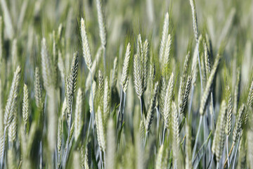 Culture de blé, champ de blé, céréale