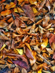 background of autumn leaves