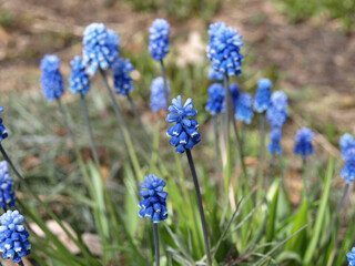 Muscari is Armenian. Bulbous perennial plant with blue or purple flowers