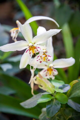 Orchid flower, white cymbidium
