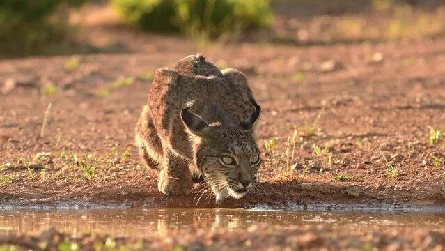 Iberian lynx, Lynx pardinus, drinking water in a pond