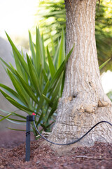 Irrigation system for watering plants. Automatic sprinkler.