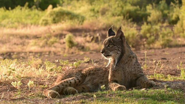 Iberian lynx, Lynx pardinus, wild cat endemic to Iberian Peninsula in Castilla La Mancha, Spain.
