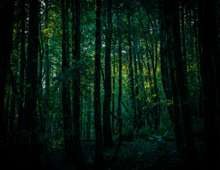 moody redwoods
