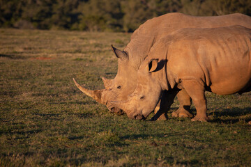 Obraz premium African Wildlife Safari