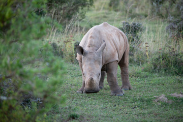 Fototapeta premium African Wildlife Safari