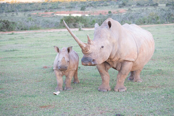 African Wildlife Safari