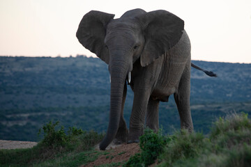 Fototapeta na wymiar African Wildlife Safari