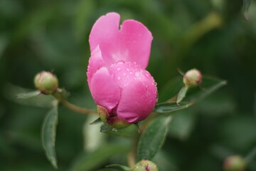 Pfingstrose in voller Blüte zwischen Christi Himmelfahrt und Pfingsten, Paeonia ×suffruticosa
