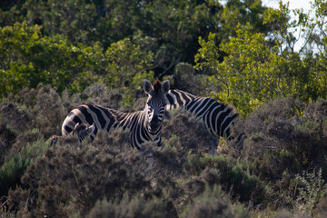 African Wildlife Safari