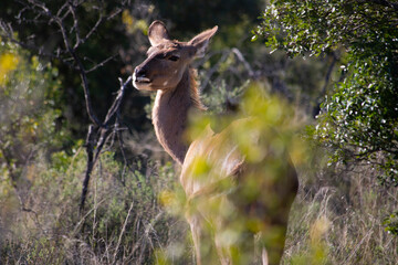 African Wildlife Safari