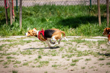 the dogs that play together