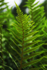 Landscape of the Little Beskids © Mariusz