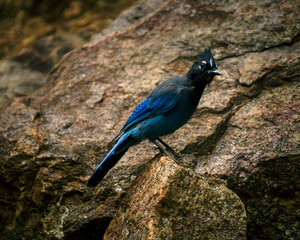 steller's jay on a rock