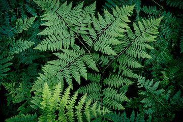 fern friends 