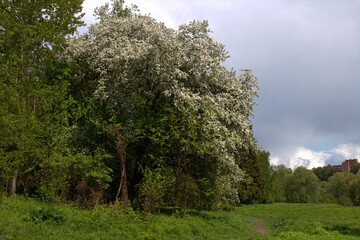 trees in the field