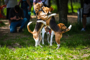 the dogs that play together