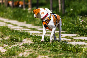 the dogs that play together