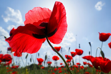 red poppy on sky