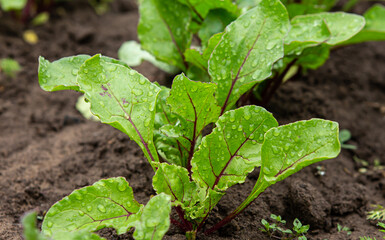 Photo of beet leaves growing in the ground on a farm. Fresh eco-friendly Greens for dietary salads
