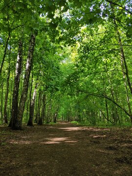 Green forest with a road going into the distance. Photo of a summer or spring forest with young green foliage. Forest road to the thicket. Photo for backgrounds, templates, pictures.