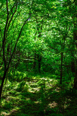 Green summer forest. Sunlight passing through the trees