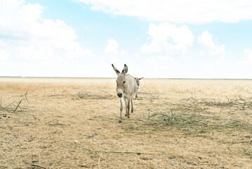 Beautiful sad donkeys walk in the wild steppe in the nature reserve Askania Nova, Kherson region,...