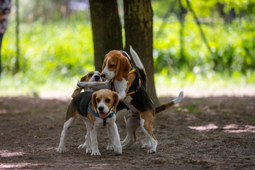 the dogs that play together