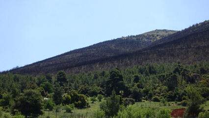 Obraz premium Fire damaged forest - burned, mountain of Kithaironas in West Attica near paradise beach of Psatha, Greece