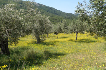 Beautiful olive trees as seen at spring,  Greece