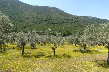 Beautiful olive trees as seen at spring,  Greece