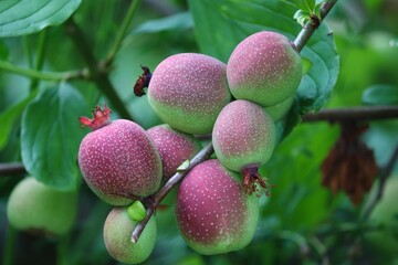 unreife Zierquitte hängt am Strauch