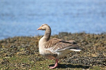 Goose sitting on seaweed	
