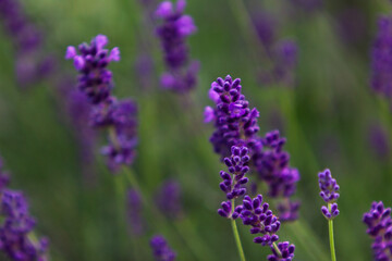 Lavender in close-up