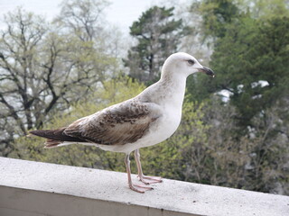seagull on the street