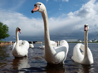 Obraz premium White swans on the river bank in the city