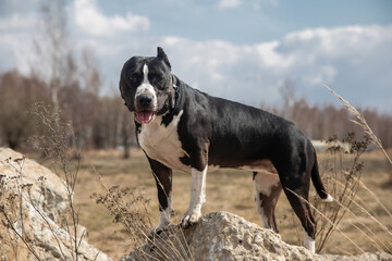 A beautiful dog is standing on the stones. American Staffordshire Terrier. Black and white dog. Dog portrait.