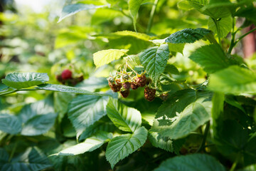 Green not ripe raspberry berries on a twigs in the garden