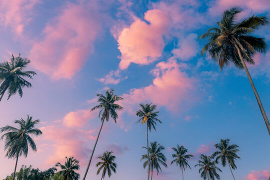 Coconut palm trees in front of a beautiful peaceful blue sky with pink clouds.