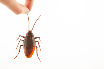 image of plastic beetle hand white background 