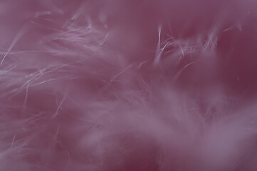 Obraz na płótnie Canvas Fluffy fibers, as a pastel, pink background in the movement of the wind - delicacy, absent-mindedness expressed in a macro image