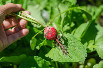 収穫したラディッシュ