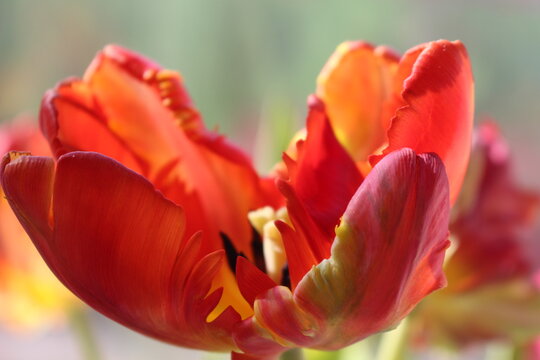 red tulip flower