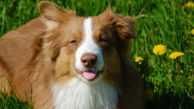 Charming chocolate Australian Shepherd lies in field with yellow dandelions and green grass and barks. Puppy in park in summer portrait. Concept of World Animal Day or International Animal Rights Day.