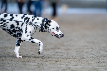 Dalmatier dog on the beach running, with sand and water in the background, in summer. Dog on the...