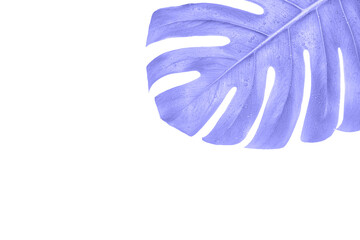 Purple Monstera summer leaf. Tropic palm flora. Jungle rainforest exotic shape. philadendron spring popular liana. Large nature big tree. Poster plant. Isolated white background. Houseplant detail