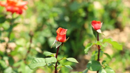 red roses in the garden