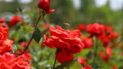 red roses in the garden