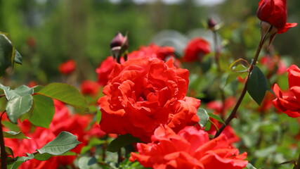 red roses in the garden