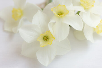 Flower on White Background Isolated, white Daffodil, Narcissus flowers , macro